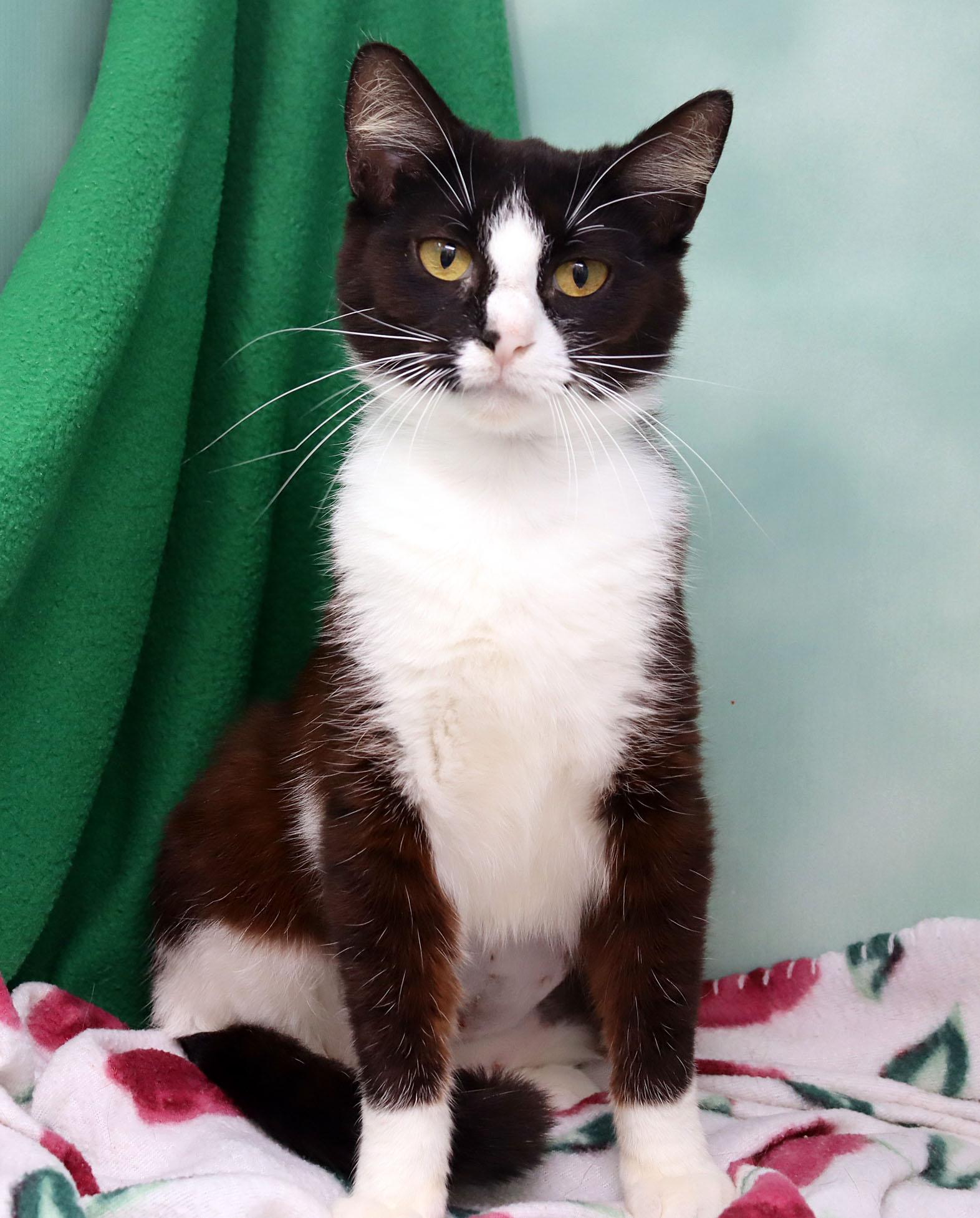 Baby, ADOPTABLE, Young Female Domestic Short Hair.