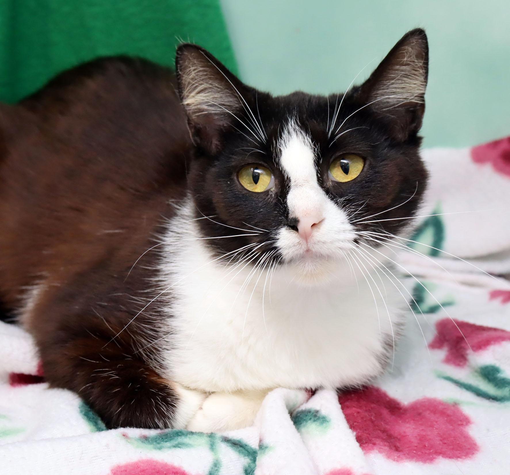 Baby, an adopted Domestic Short Hair in Saint Pete Beach, FL image 3/3