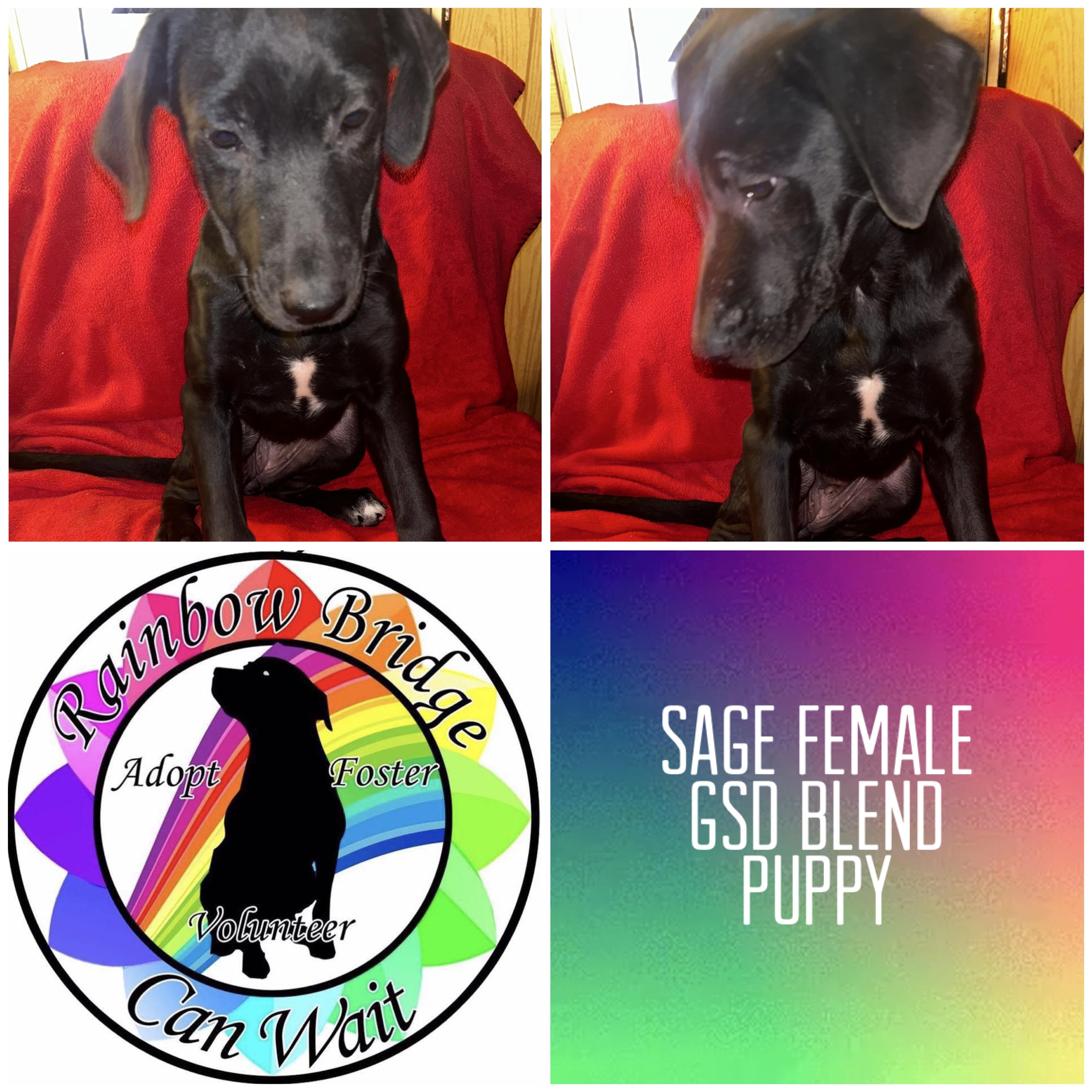 Enlarge Sage, a Adoptable mixed breed in Carnegie, OK image 1/1