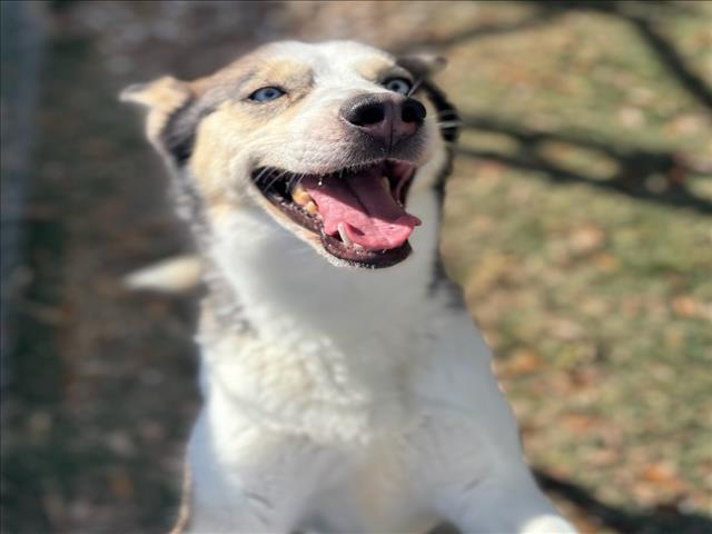 JADE, Adoptable, Young Female Husky.