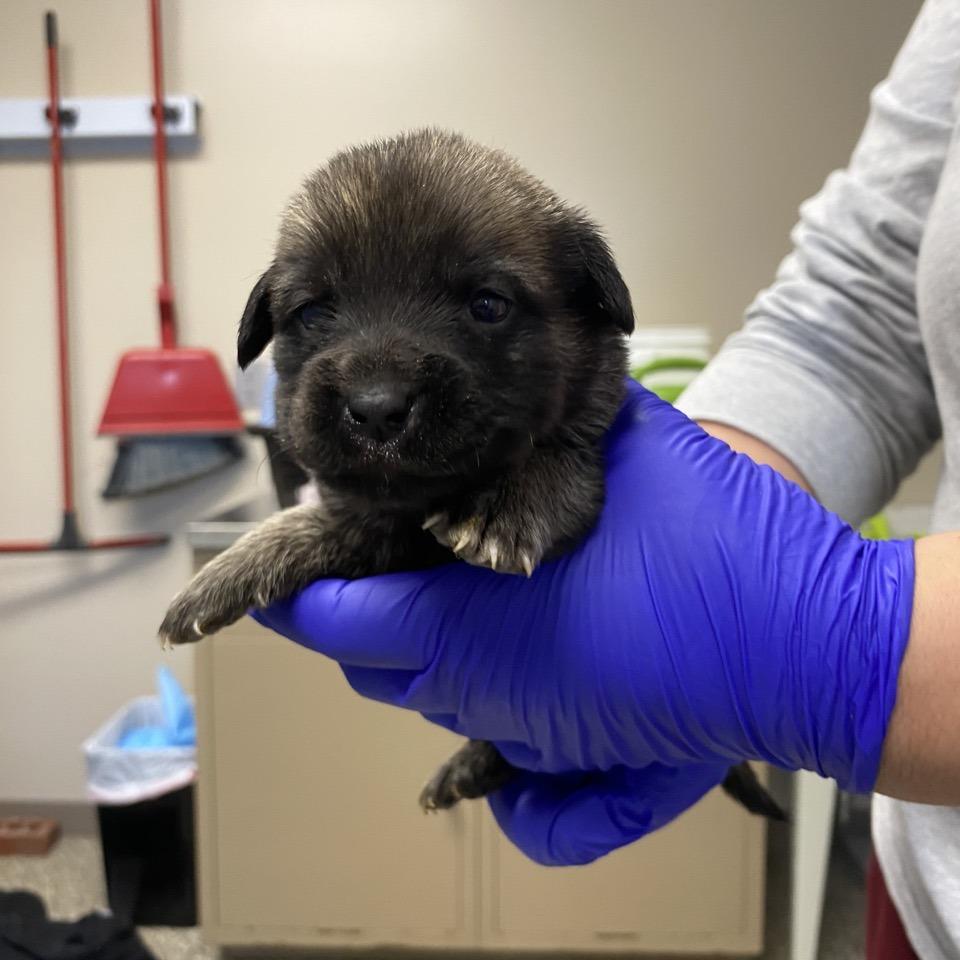 Enlarge Baked Mac N Cheese, a Adoptable mixed breed in Norfolk, NE image 1/3