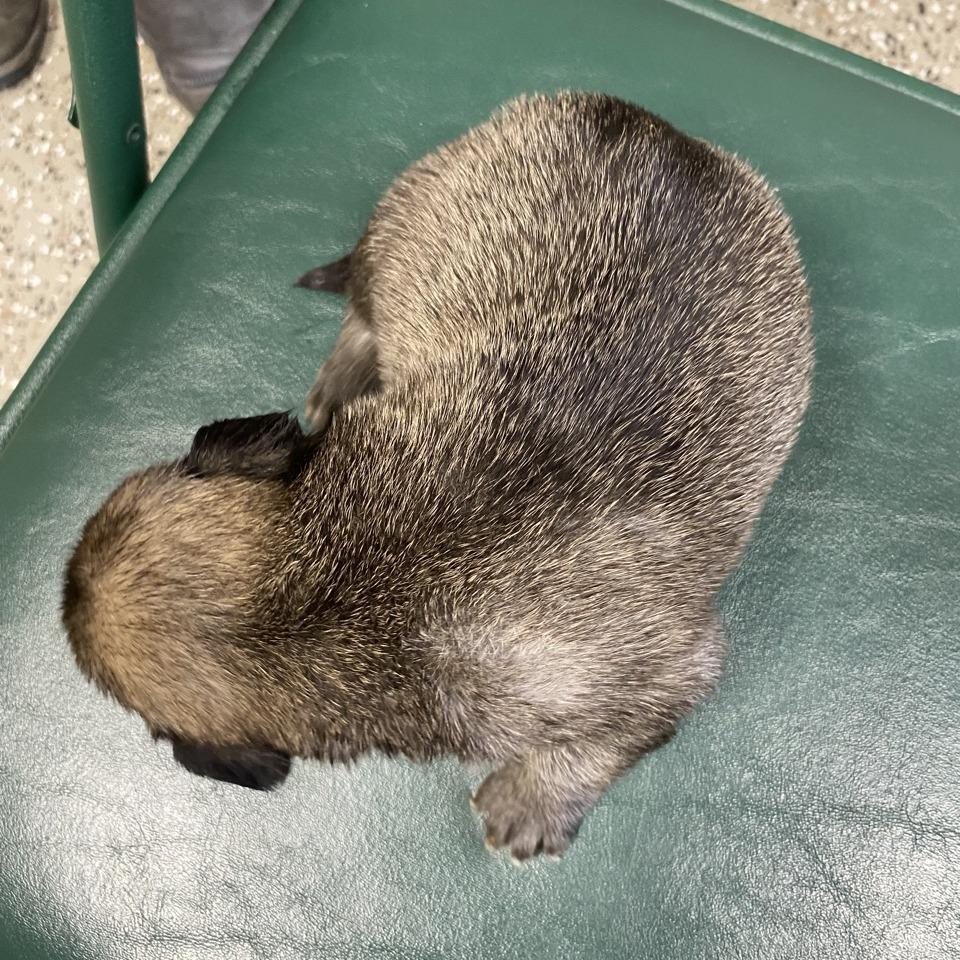 Enlarge Baked Mac N Cheese, a Adoptable mixed breed in Norfolk, NE image 2/3