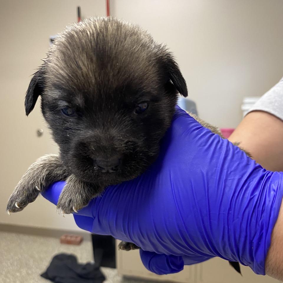 Enlarge Baked Mac N Cheese, a Adoptable mixed breed in Norfolk, NE image 3/3
