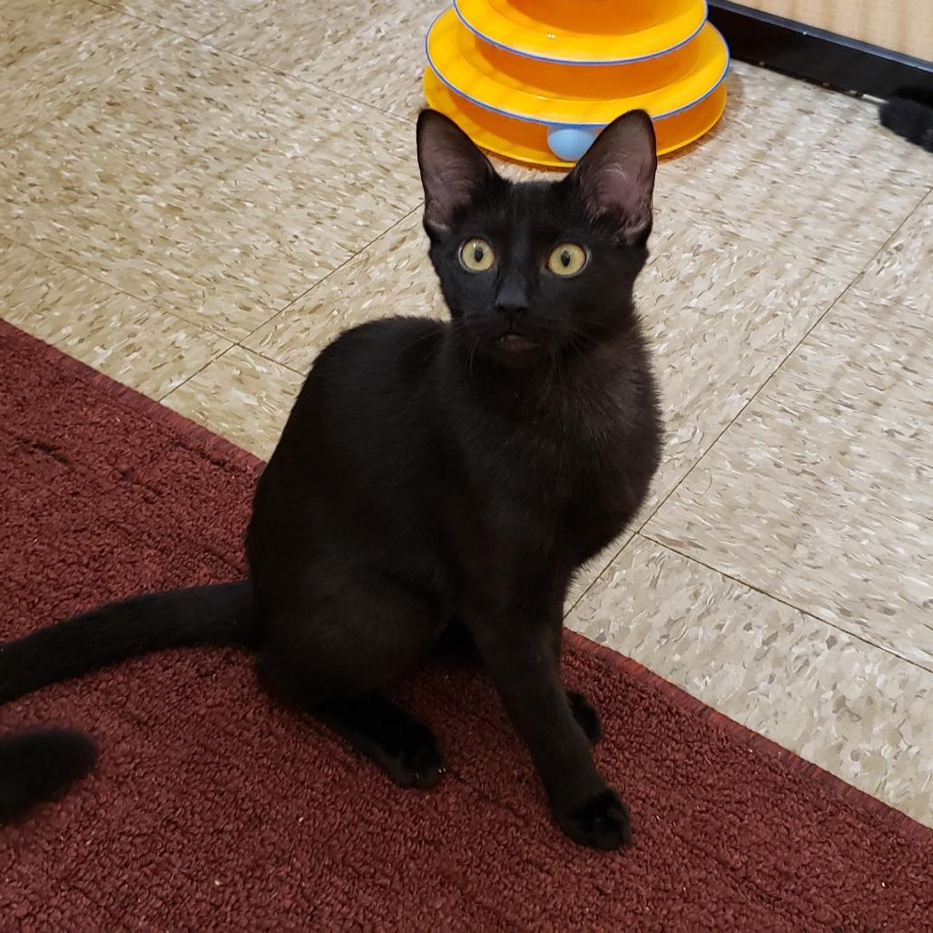 Hana, Adoptable, Young Female Domestic Short Hair.