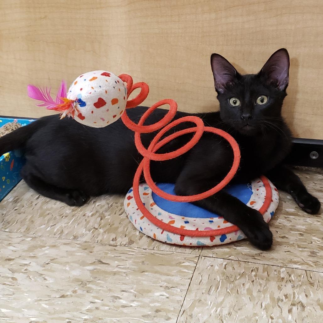 Enlarge Hana, a Adoptable Domestic Short Hair in Bulverde, TX image 2/3