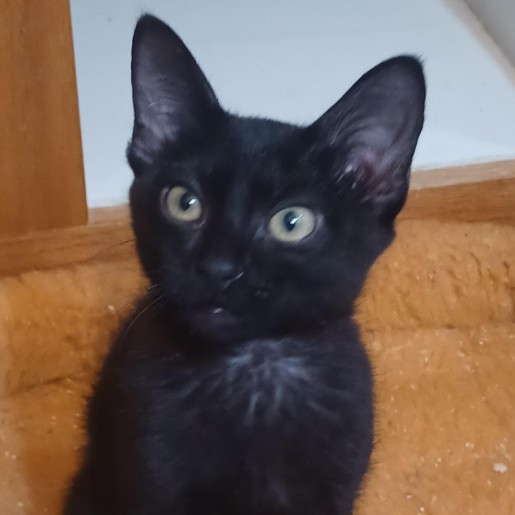 Enlarge Hana, a Adoptable Domestic Short Hair in Bulverde, TX image 3/3