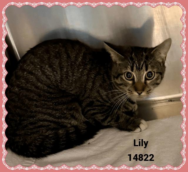 Enlarge LILY see also MOLLY, a Adoptable mixed breed in Marietta, GA image 2/4