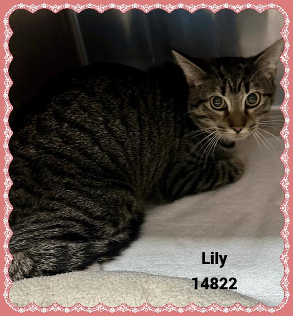 Enlarge LILY see also MOLLY, a Adoptable mixed breed in Marietta, GA image 3/4