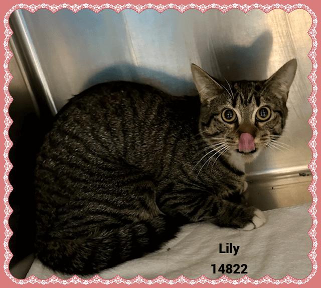 Enlarge LILY see also MOLLY, a Adoptable mixed breed in Marietta, GA image 4/4