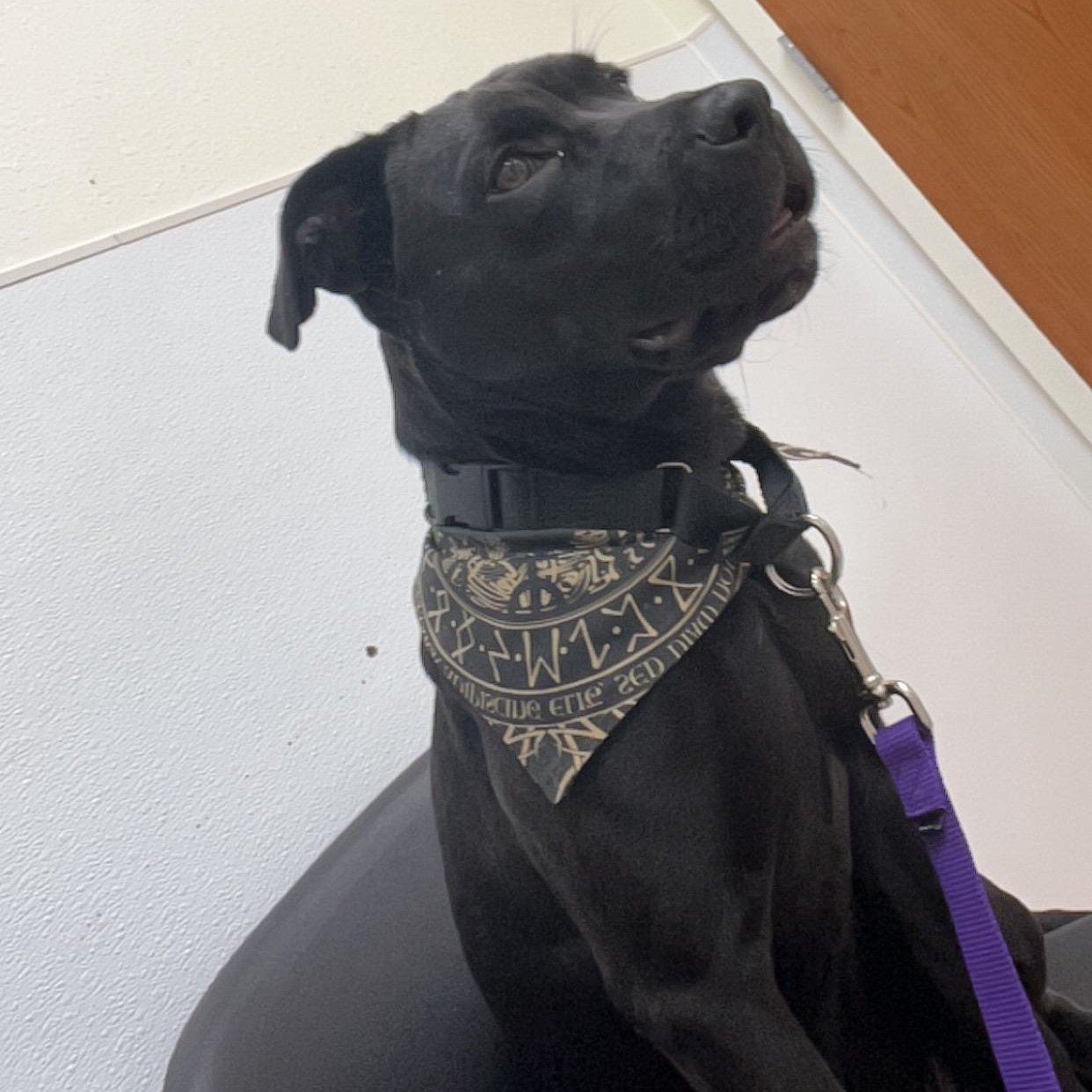 Frida, a Adoptable mixed breed in Peotone, IL image 5/6