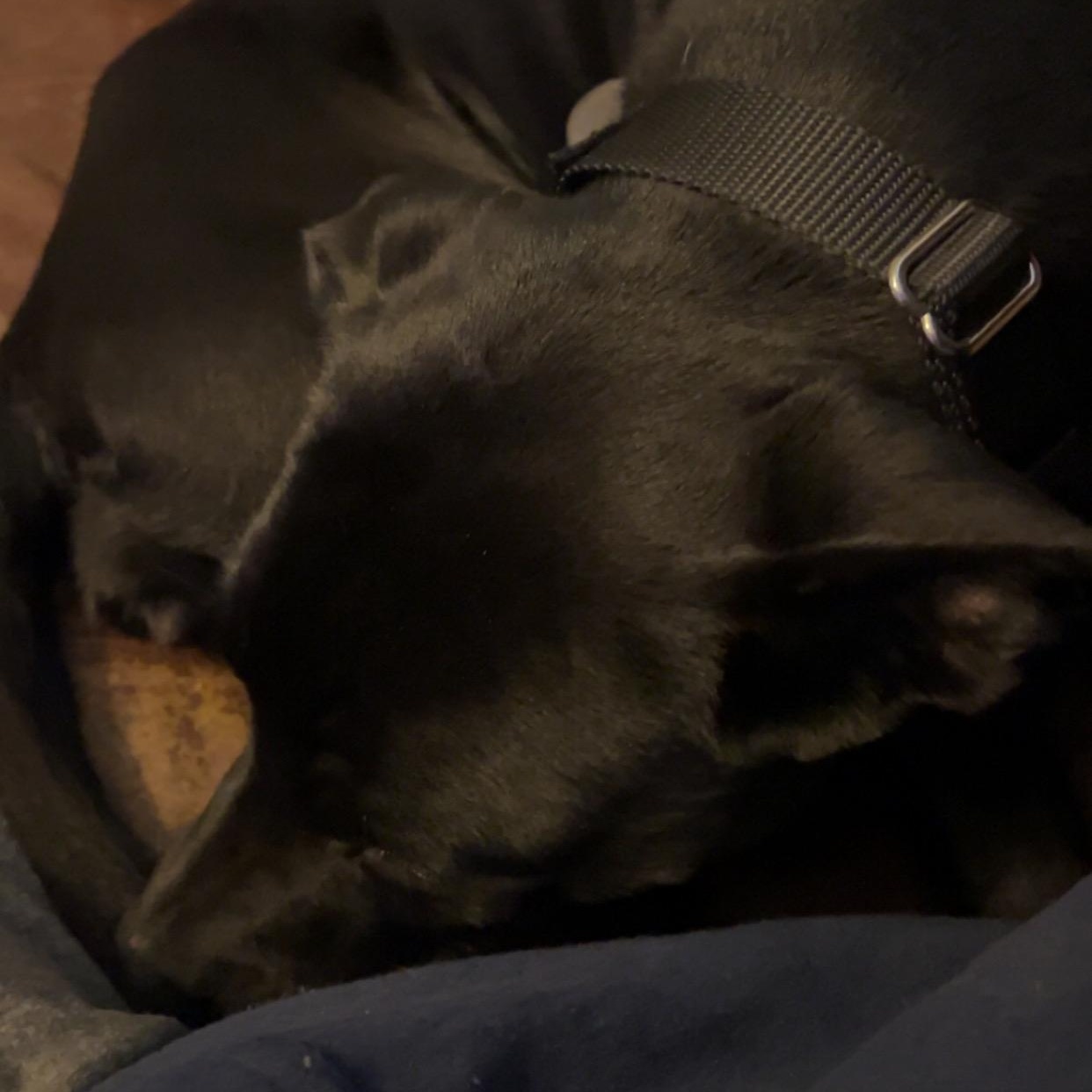 Frida, a Adoptable mixed breed in Peotone, IL image 6/6