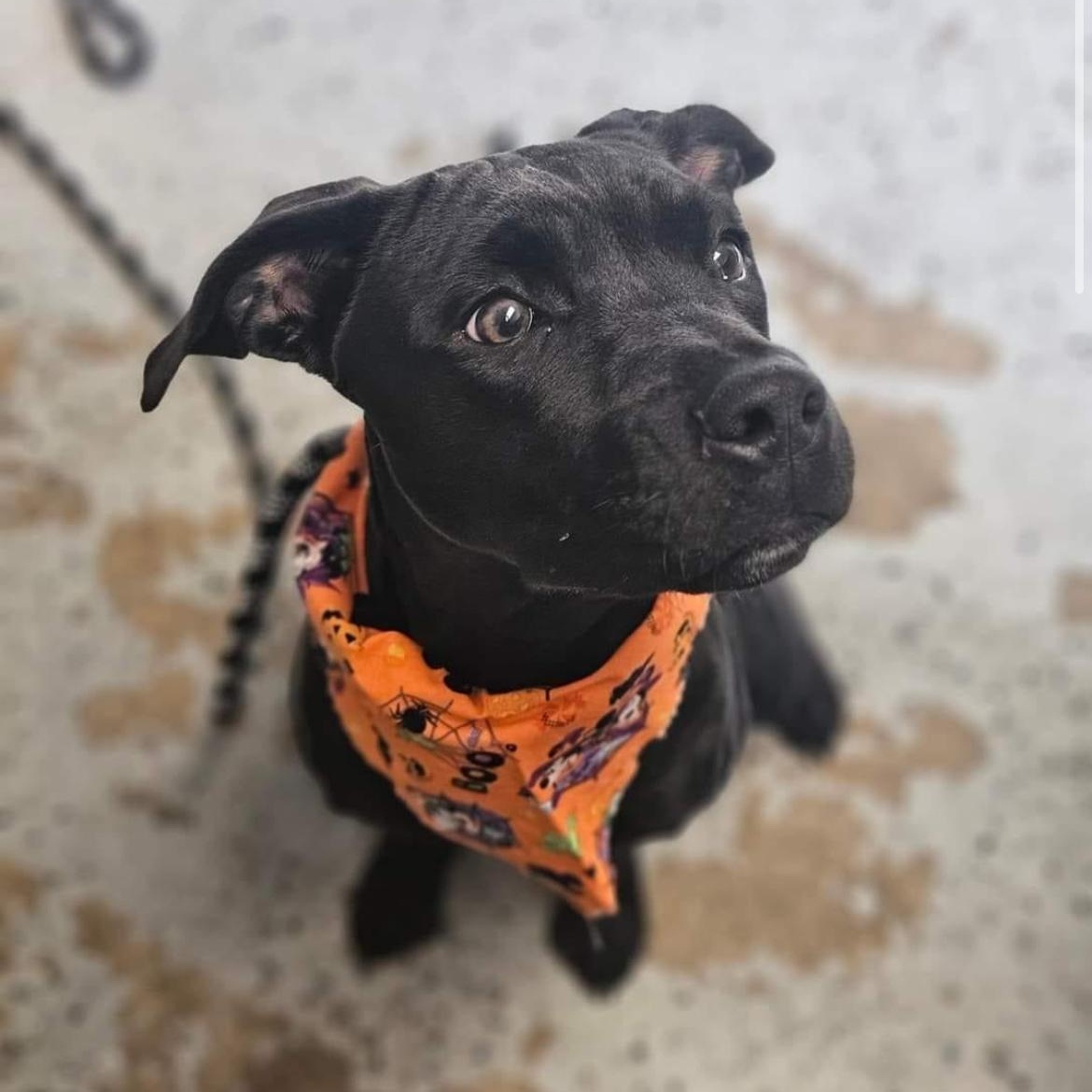 Frida, a Adoptable mixed breed in Peotone, IL image 1/6