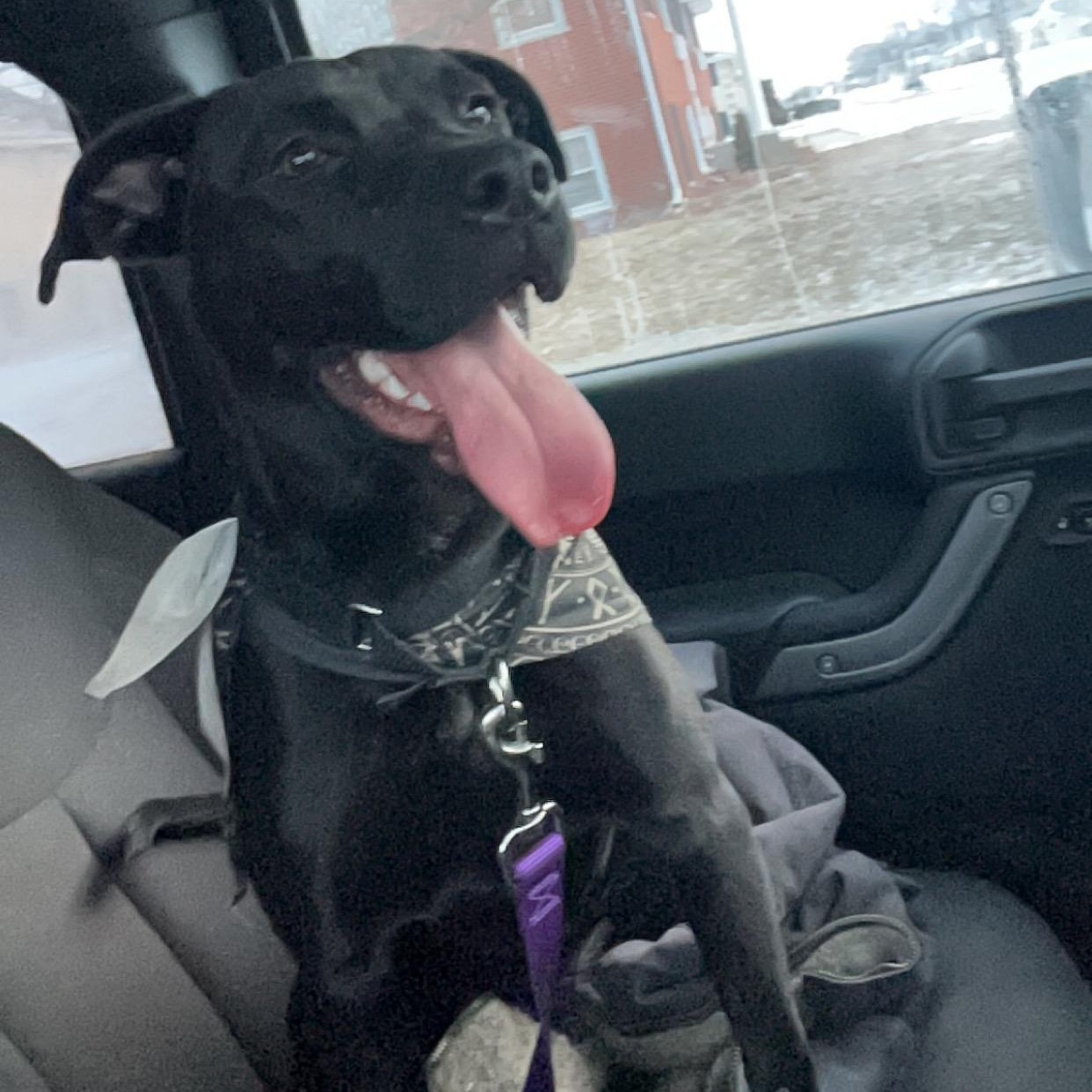 Frida, a Adoptable mixed breed in Peotone, IL image 3/6