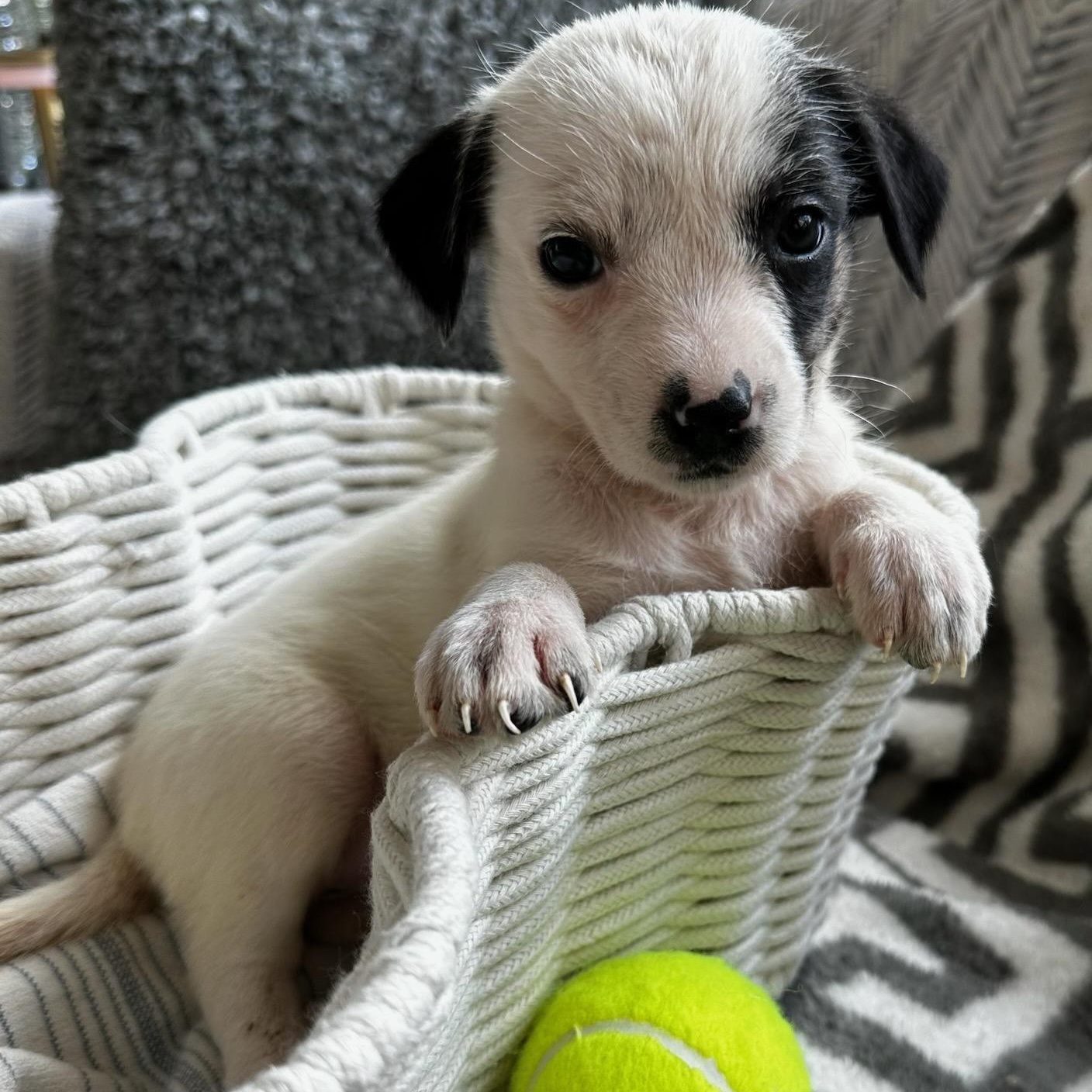 Hayley, adopted, Puppy Female Jack Russell Terrier & Dachshund.