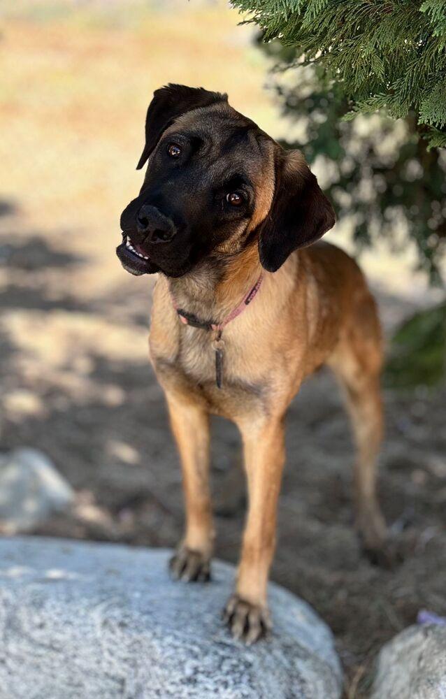 Buttercup thumbnail 3