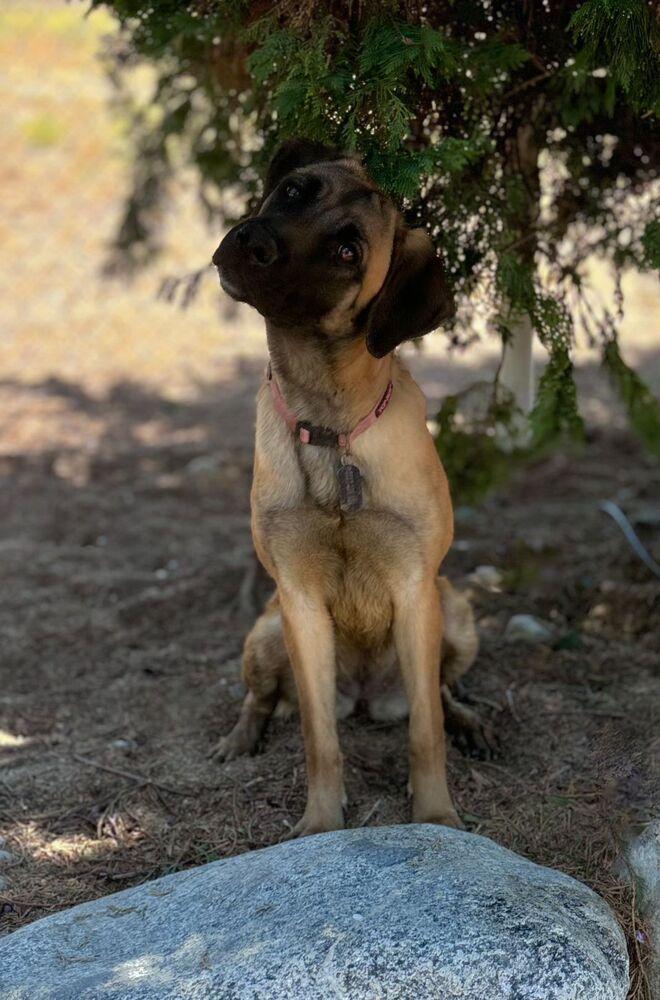 Buttercup thumbnail 4