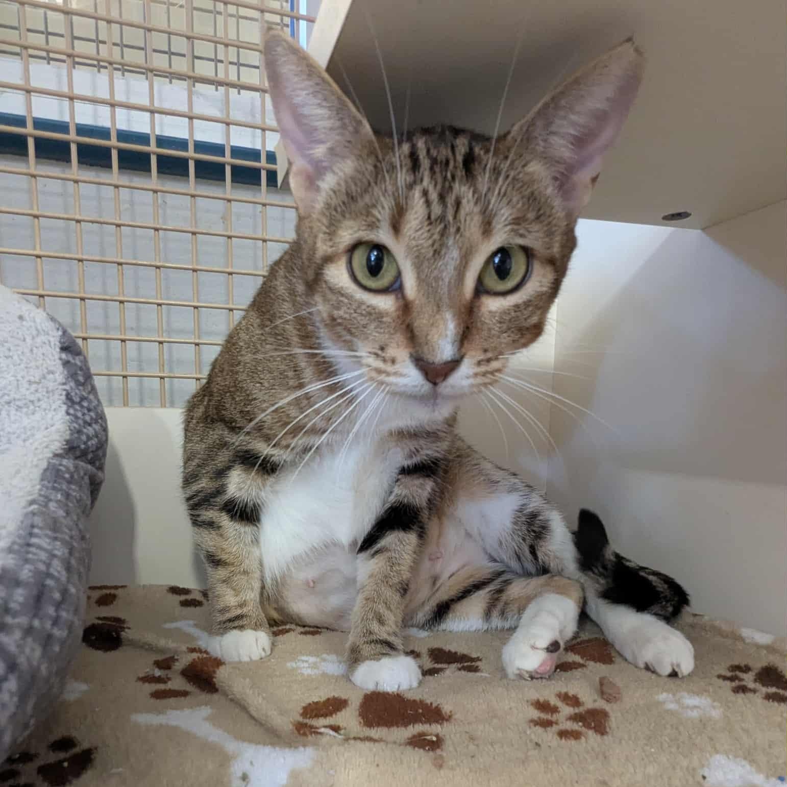 Kimber, a Adoptable American Shorthair in Pflugerville, TX image 2/4