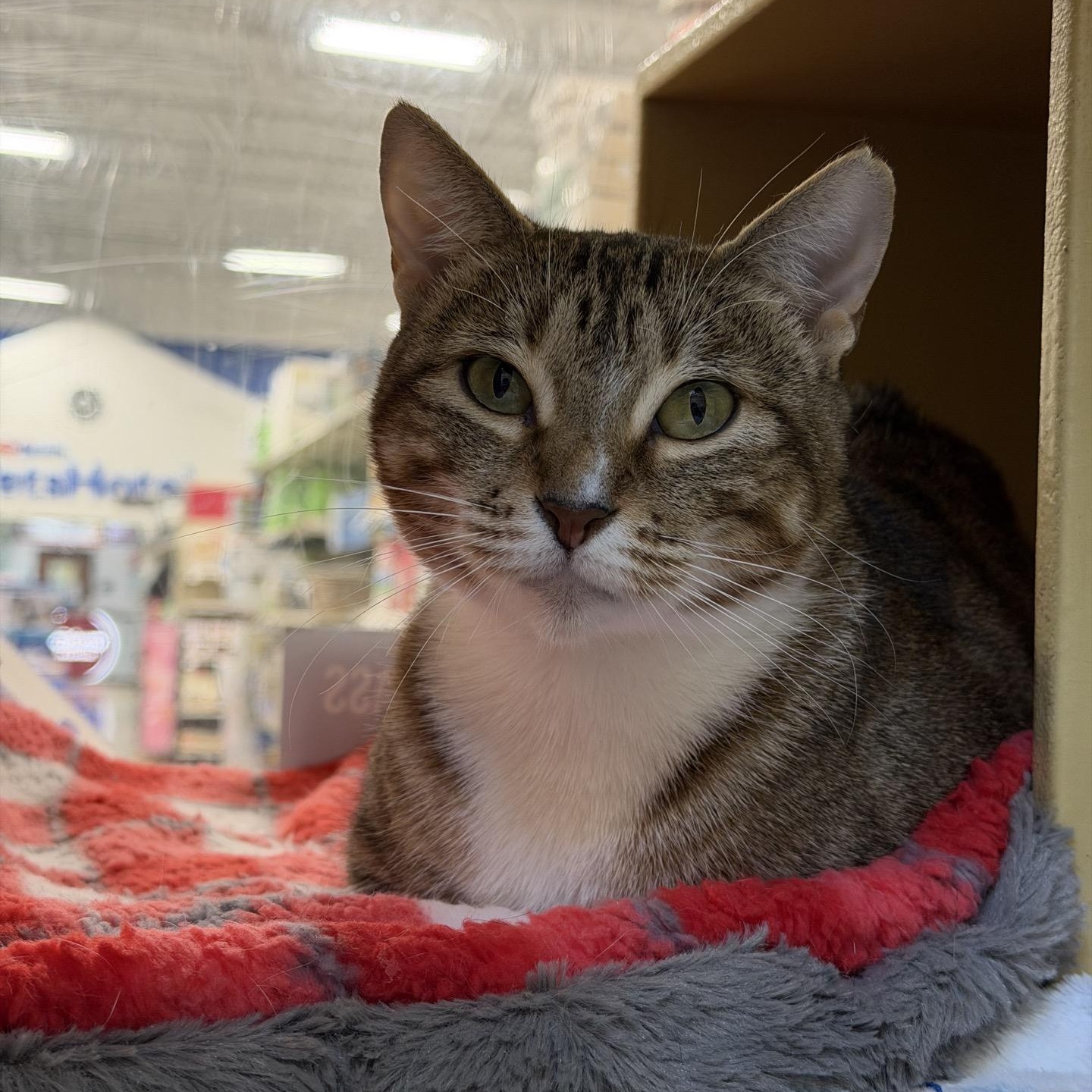 Kimber, Adoptable, Adult Female American Shorthair.