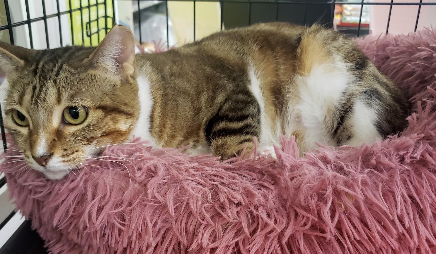 Enlarge Kimber, a Adoptable mixed breed in Pflugerville, TX image 6/6