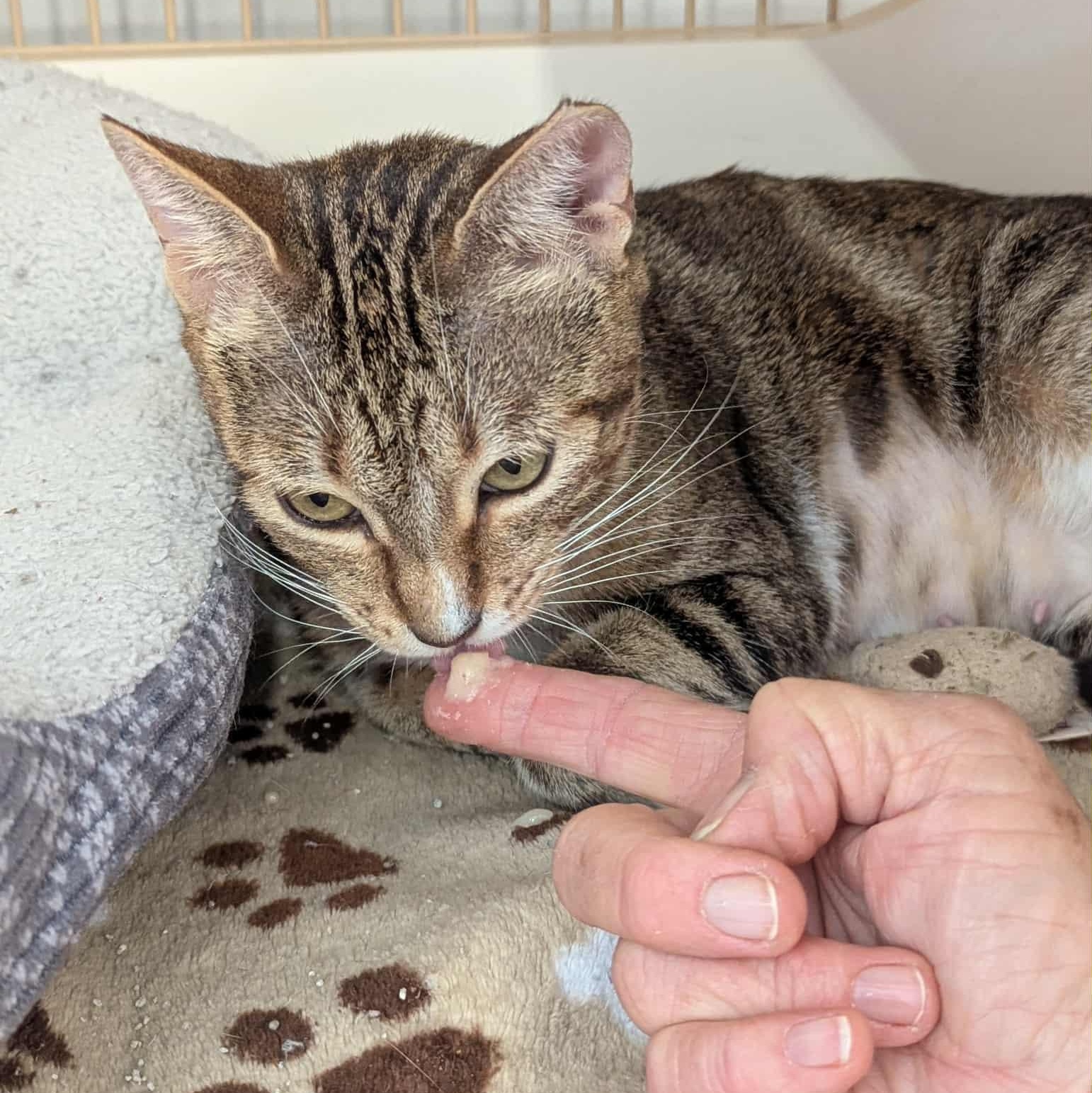 Kimber, a Adoptable American Shorthair in Pflugerville, TX image 3/4