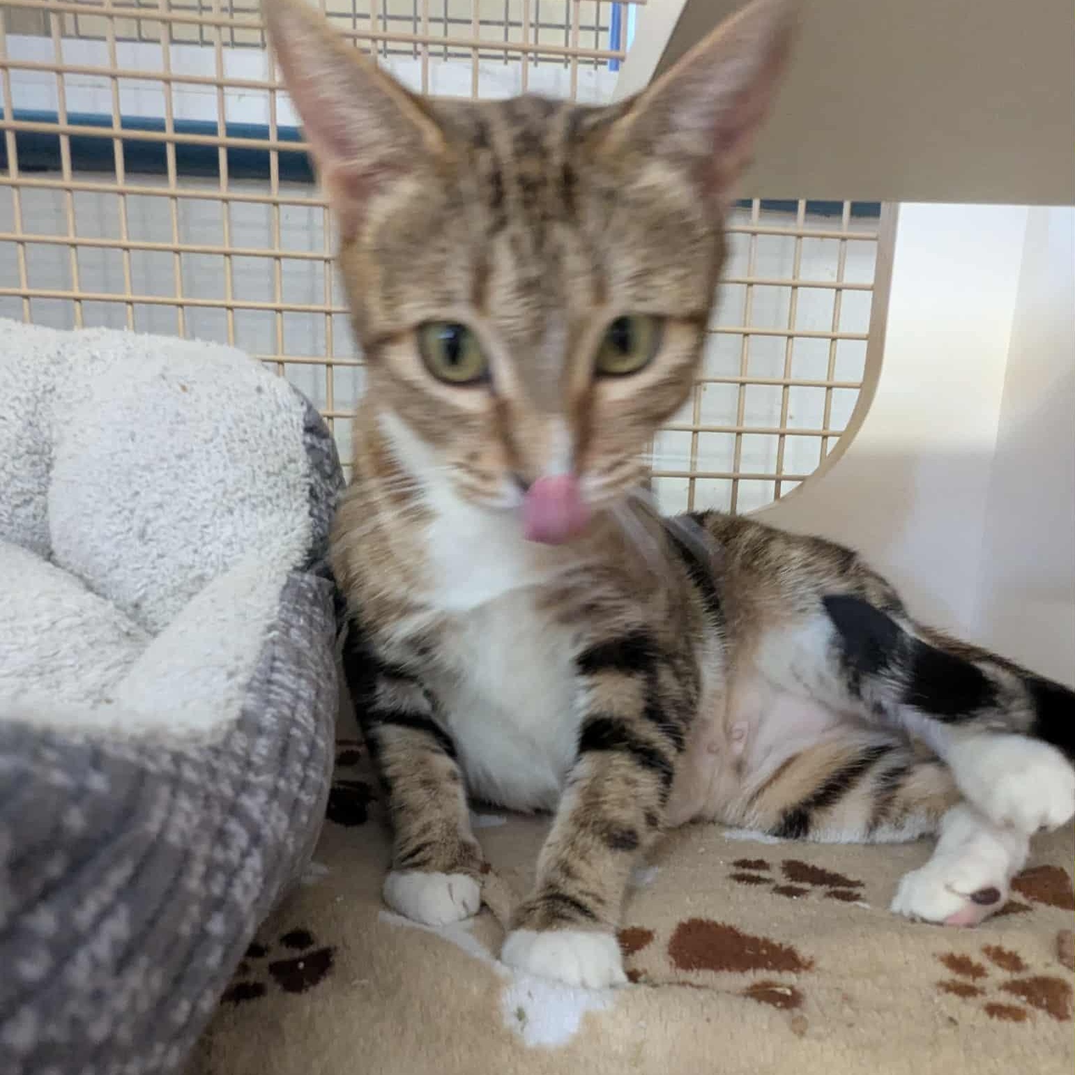 Kimber, a Adoptable American Shorthair in Pflugerville, TX image 1/4