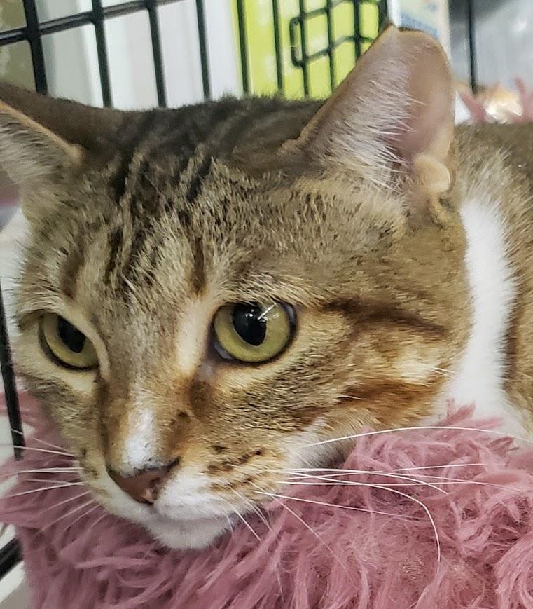 Enlarge Kimber, a Adoptable mixed breed in Pflugerville, TX image 5/6