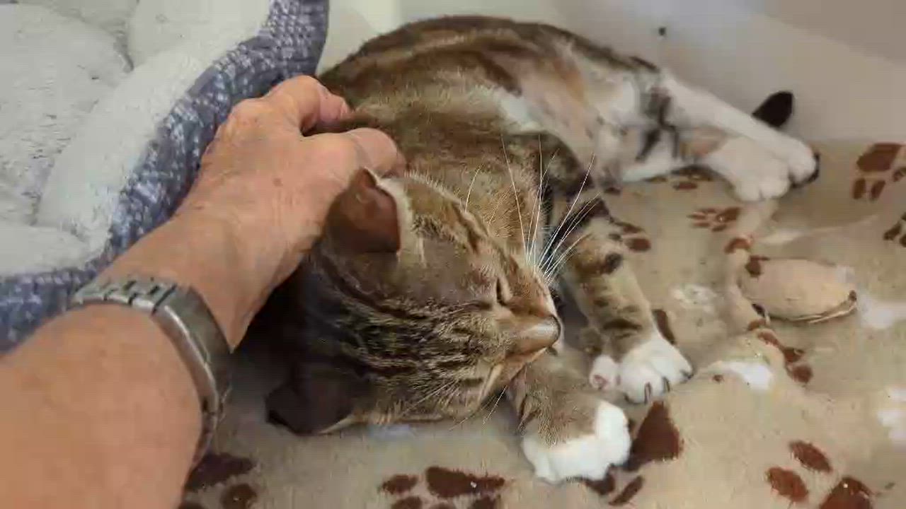 Enlarge Kimber, a Adoptable American Shorthair in Pflugerville, TX video 4/4