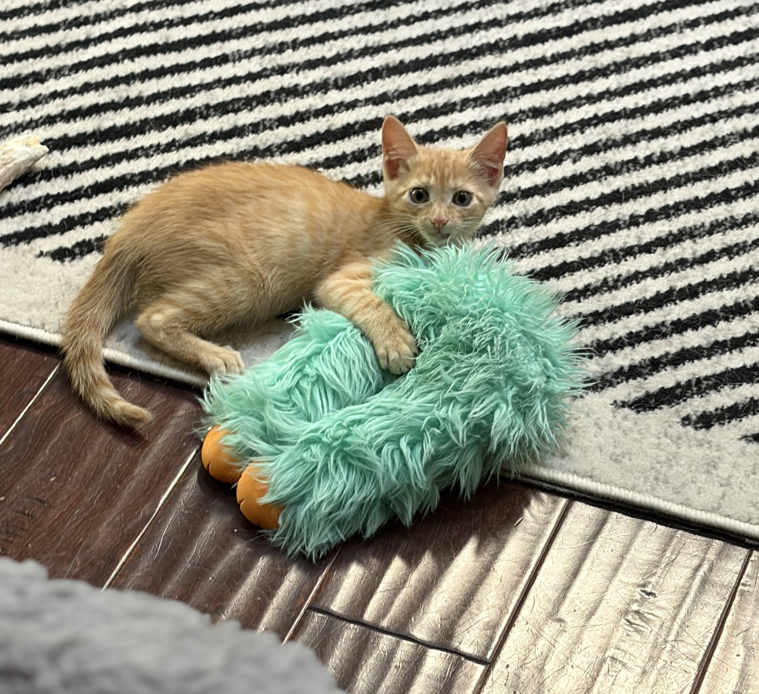 Yam, Adopted, Kitten Female Domestic Short Hair.