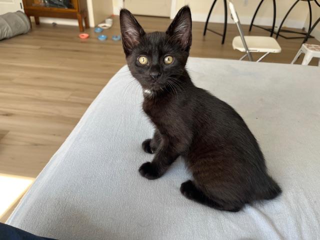 Five Fur Babies w/video, a ADOPTABLE Domestic Short Hair in Eagle Point, OR image 3/5