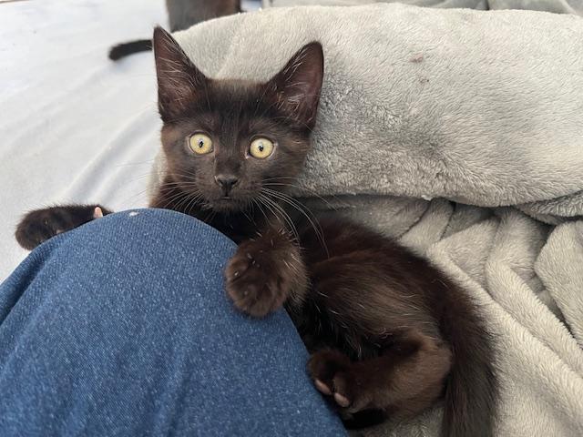 Five Fur Babies w/video, a ADOPTABLE Domestic Short Hair in Eagle Point, OR image 4/5
