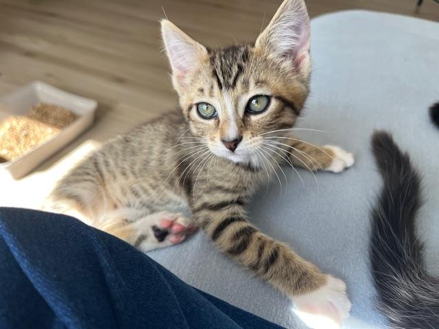 Five Fur Babies w/video, a ADOPTABLE Domestic Short Hair in Eagle Point, OR image 5/5