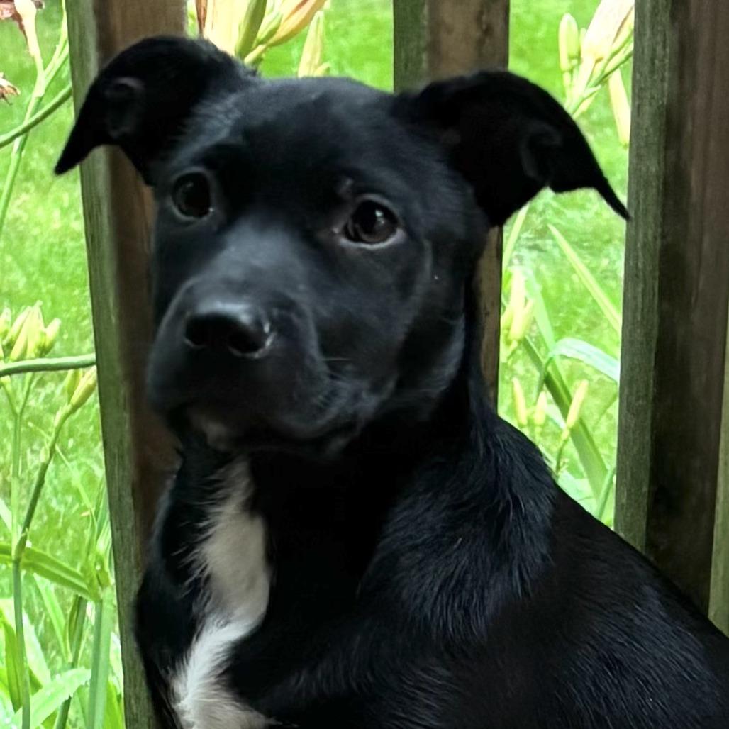 NY Christmas Tree (Foster in Mahopac NY), Adoptable, Puppy Female Australian Shepherd & Labrador Retriever.