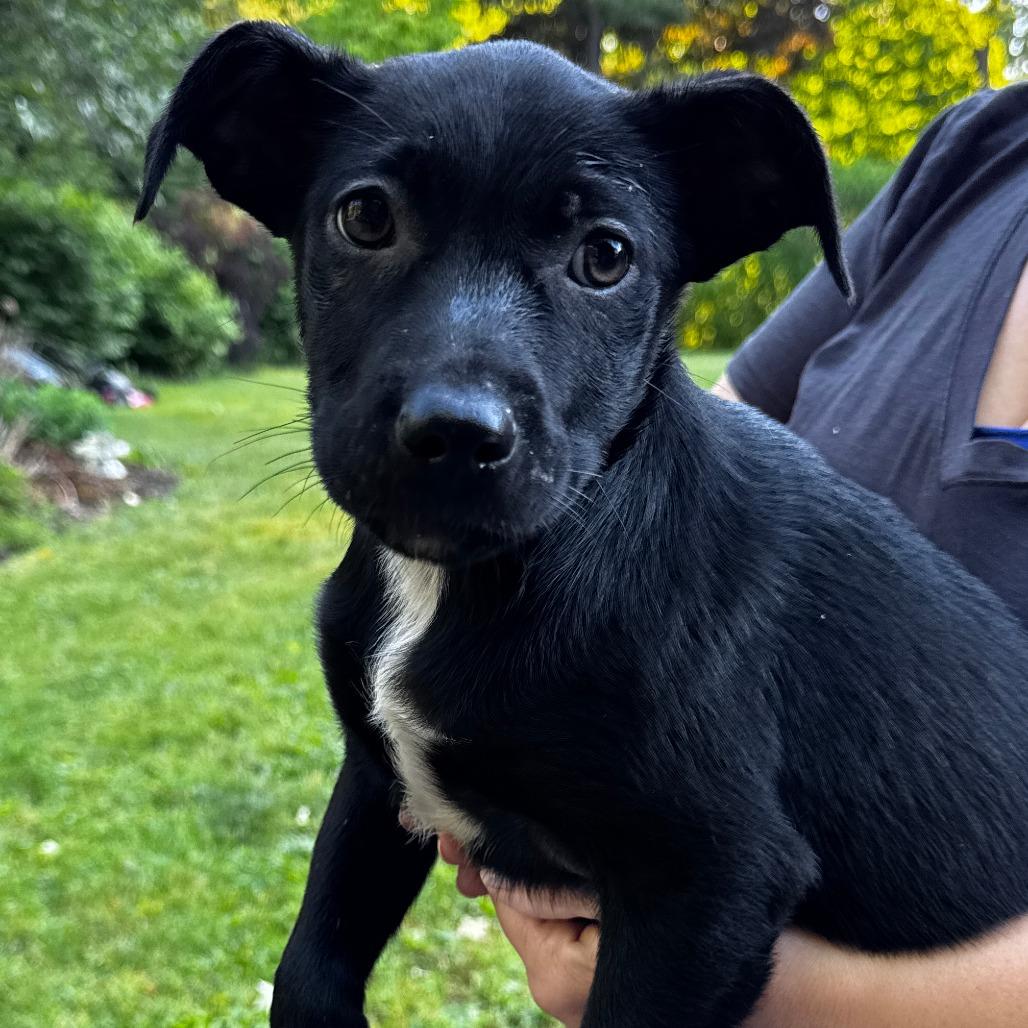 NY Christmas Tree Avail Jun 13 (Choice Pet Carmel), a Adoptable mixed breed in Stormville, NY image 1/2