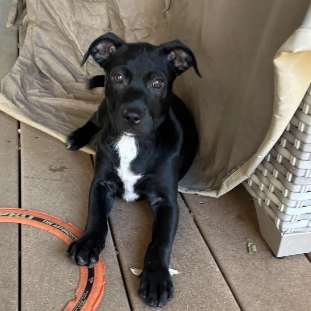 Enlarge NY Christmas Tree Jul 25 (4H Putnam County Fair Carmel NY), a Adoptable mixed breed in Carmel, NY image 5/5