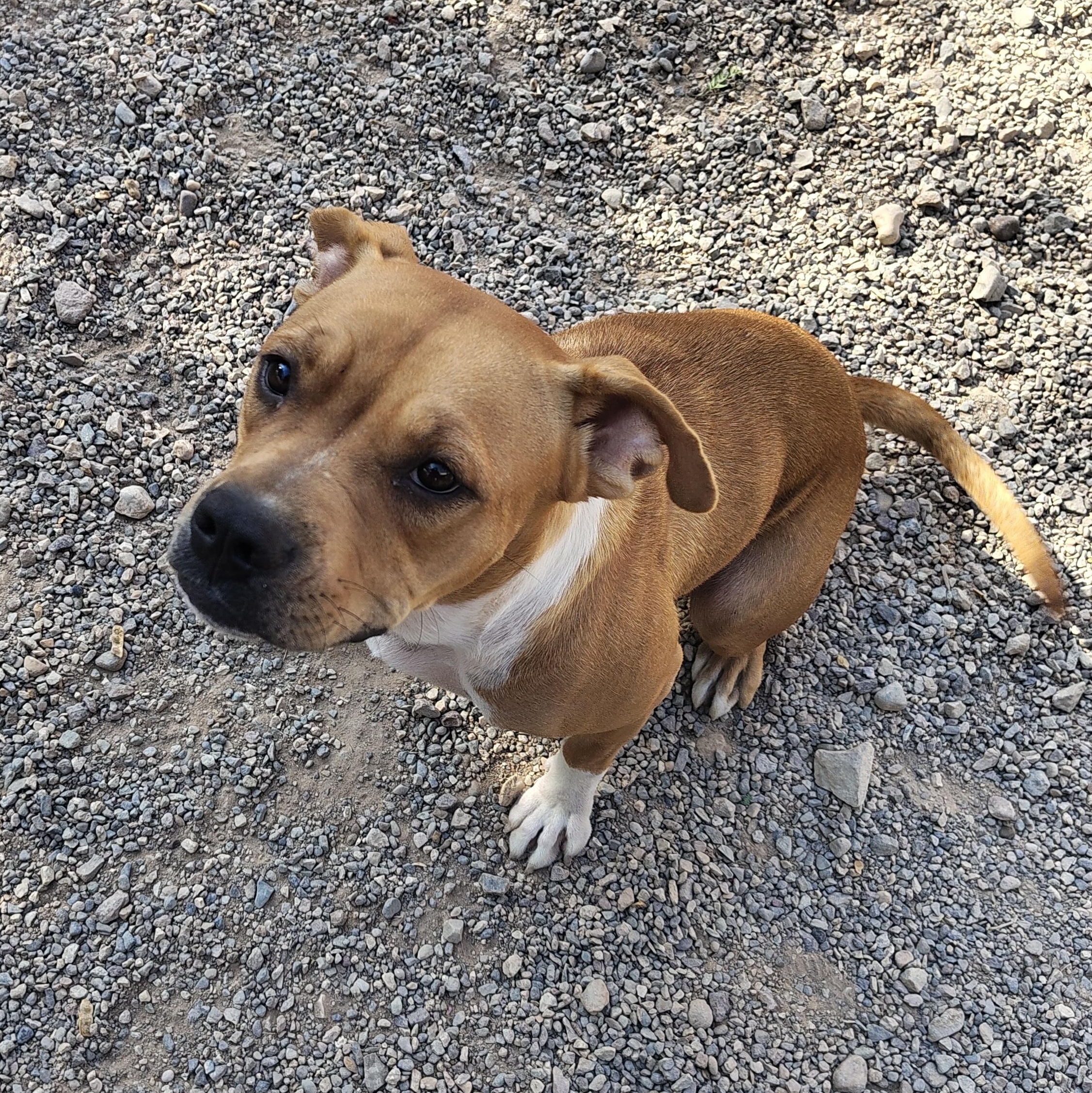 Darcy, an adoptable Boxer in Parker, AZ, 85344 | Photo Image 1