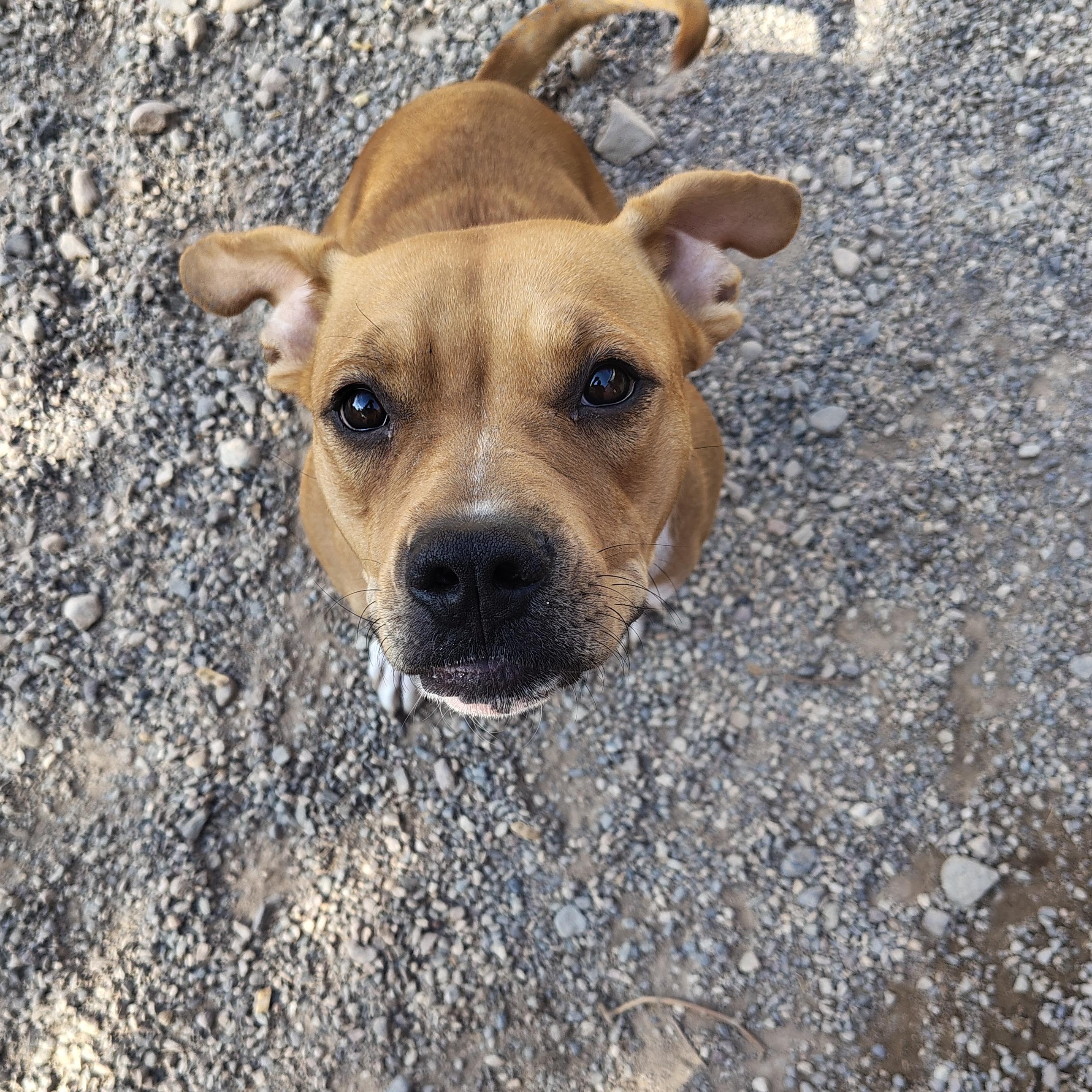Darcy, an adoptable Boxer in Parker, AZ, 85344 | Photo Image 2