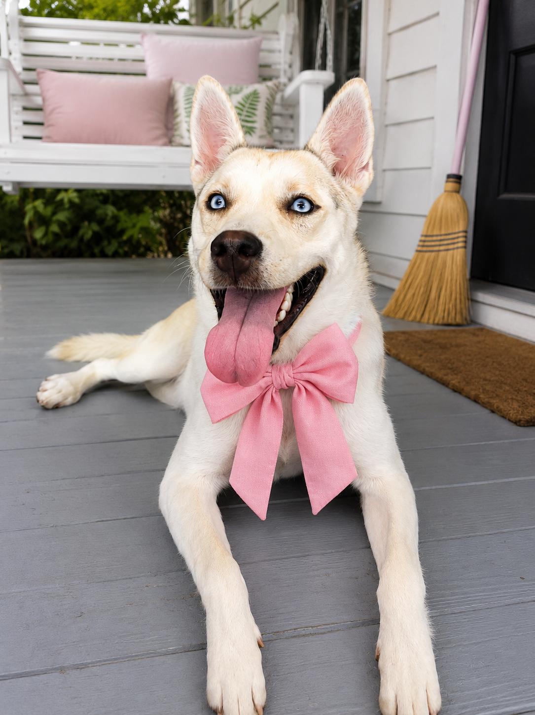 Enlarge Katy Dean. Crystal blue eyes, a Adoptable mixed breed in Mount Laurel, NJ image 2/3