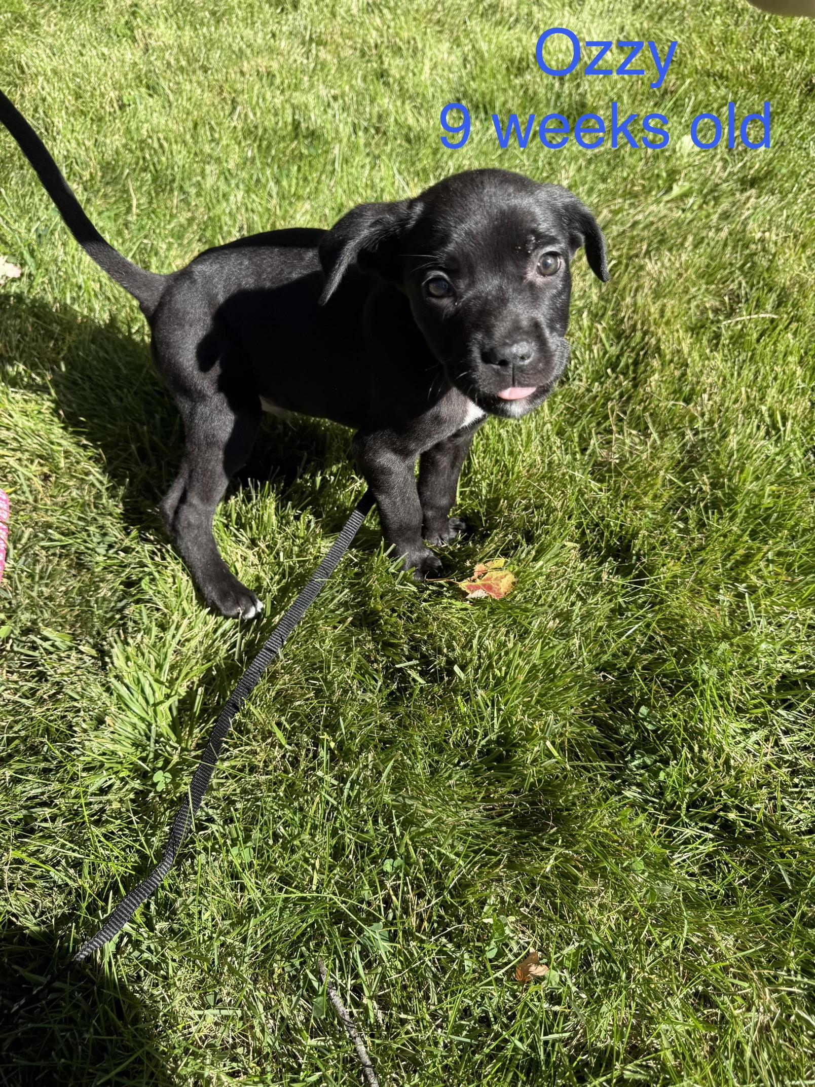 Enlarge Ozzy, a Adoptable mixed breed in Davisburg, MI image 1/1