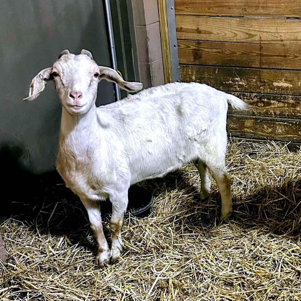 Marigold, Adoptable, Adult Female Goat & Goat.
