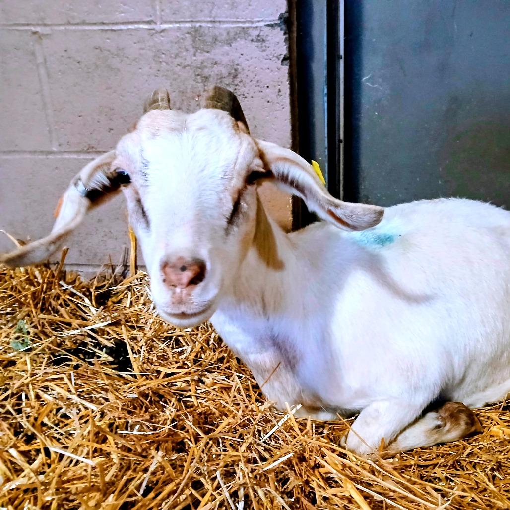 Enlarge Marigold, a Adoptable mixed breed in Fairport, NY image 2/6