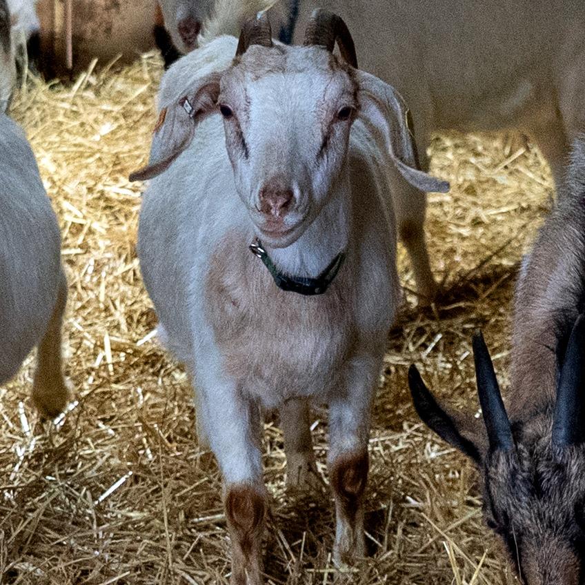 Enlarge Marigold, a Adoptable mixed breed in Fairport, NY image 3/6