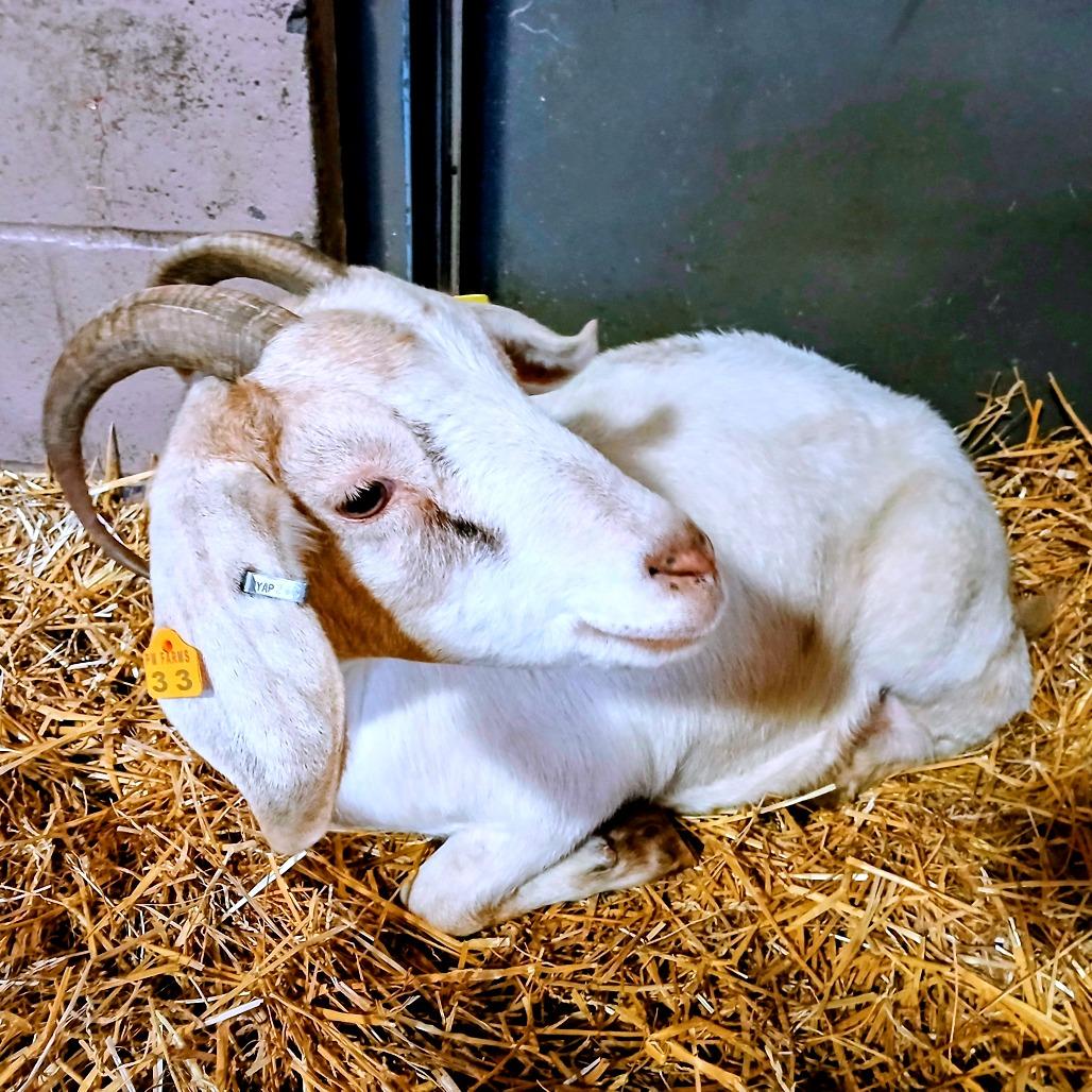 Enlarge Marigold, a Adoptable mixed breed in Fairport, NY image 4/6