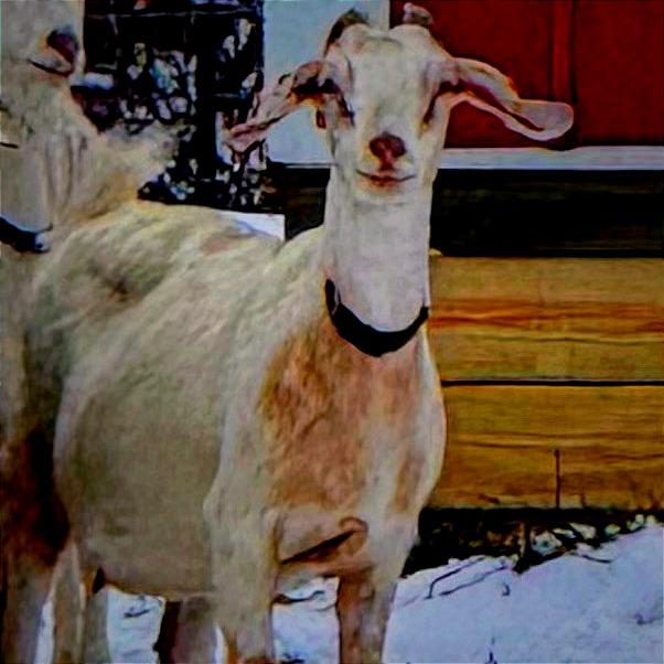 Enlarge Marigold, a Adoptable mixed breed in Fairport, NY image 5/6