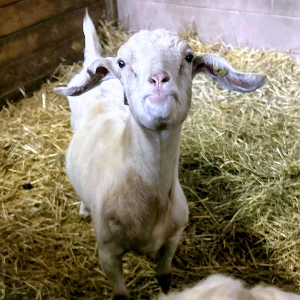 Enlarge Marigold, a Adoptable mixed breed in Fairport, NY image 6/6