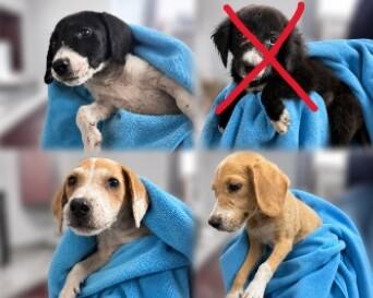 Enlarge Sarah, a Adoptable mixed breed in Partlow, VA image 1/3