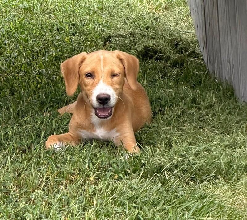Enlarge Sarah, a Adoptable mixed breed in Partlow, VA image 2/3