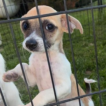Biscuit, Adopted, Puppy Male Chihuahua.