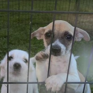Enlarge Biscuit, a Adopted mixed breed in Riverside, IA image 2/2