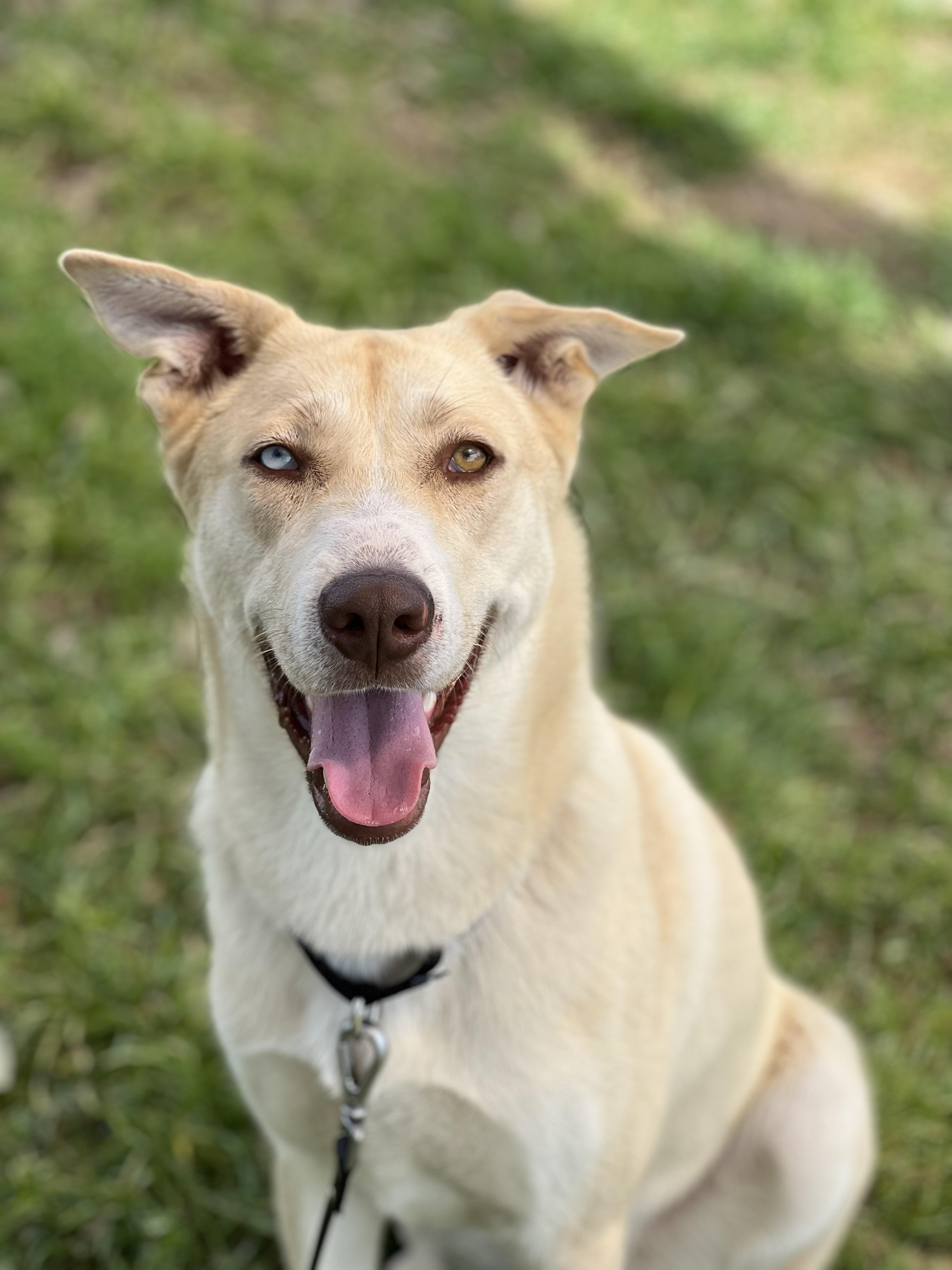 Vogue, a Adoptable mixed breed in Dripping Springs, TX image 2/4