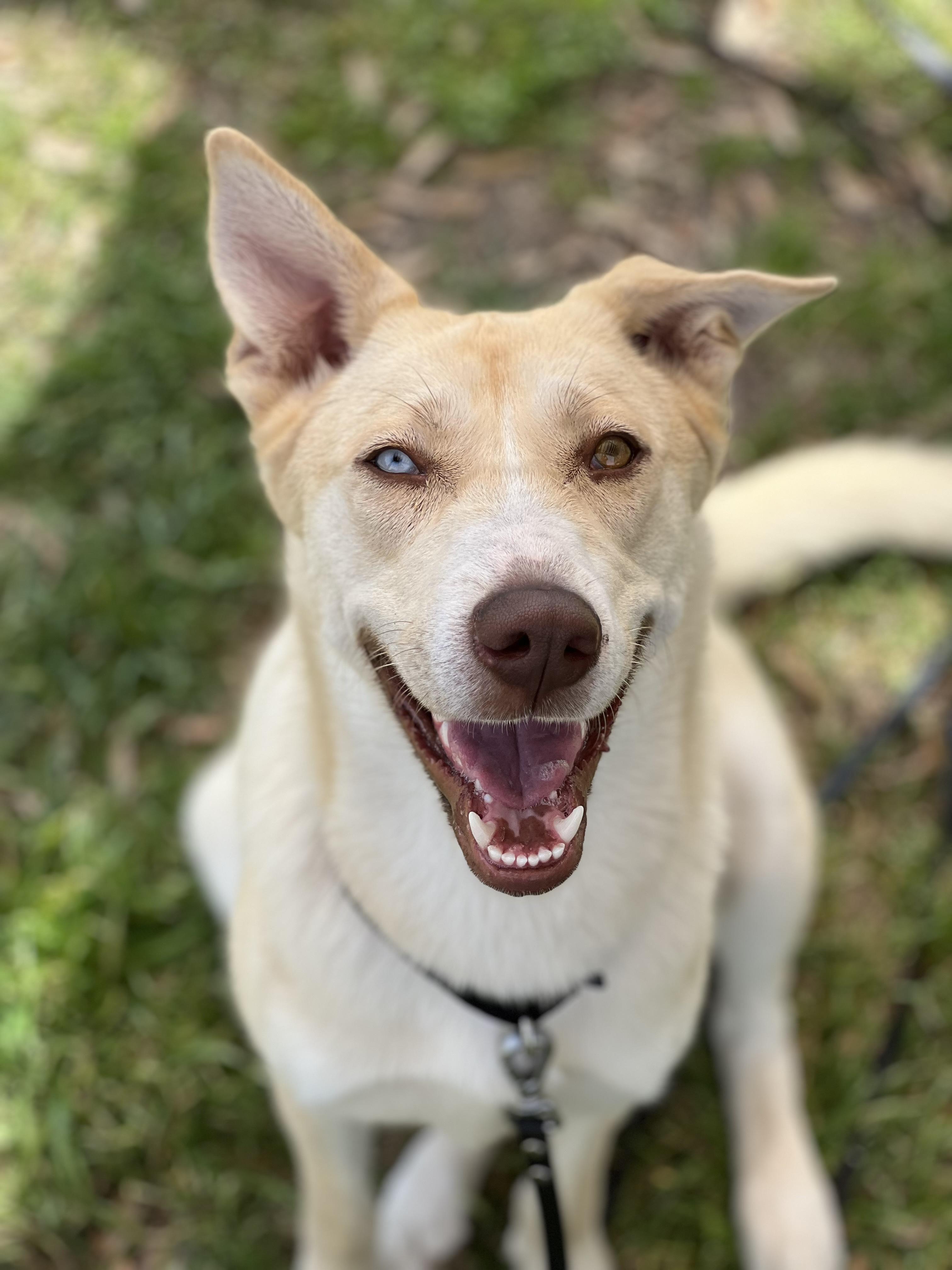 Vogue, a Adoptable mixed breed in Dripping Springs, TX image 4/4